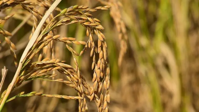 छत्तीसगढ़, किसान, न्यूनतम समर्थन मूल्य