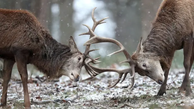 олени в ричмонд-парке