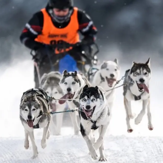 ڈاگ سلیج ریس