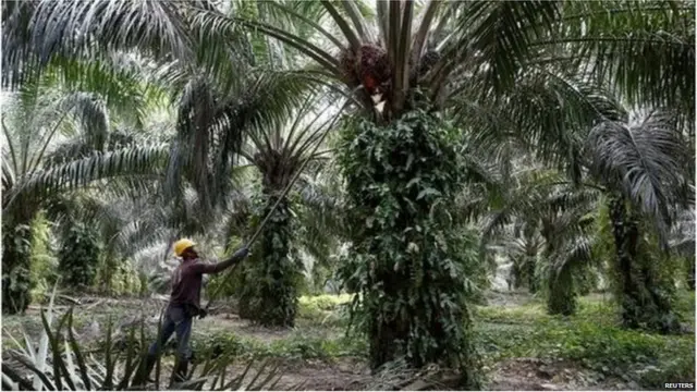 ताड़ का पेड़