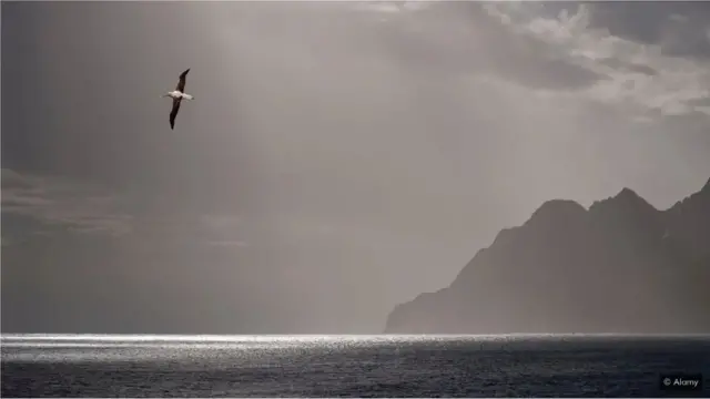 ఎల్బట్రాస్ పక్షులకు ఏర్పాటు చేసిన డేటా ట్రాకర్ల ద్వారా అక్రమ చేపల వేటను అధికారులు గుర్తించవచ్చు