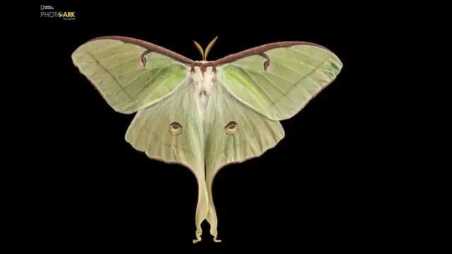 actias luna