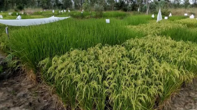Alors que les variétés locales restent à l'état d'herbe, les nouvelles variétés portent déjà des grains
