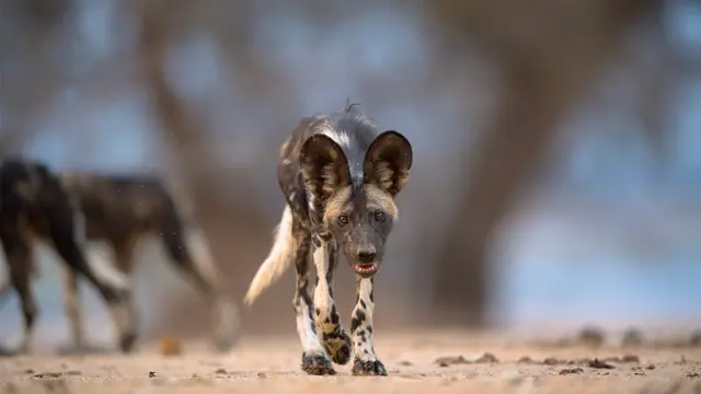 African wild dogs