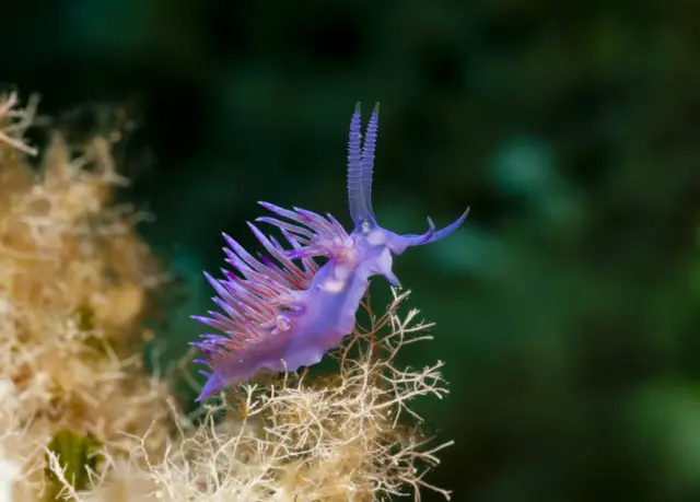 Nudibranquio