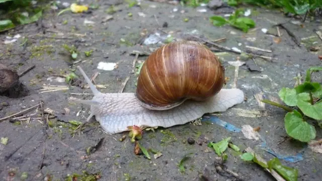 Un caracol