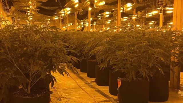 గంజాయి తోట