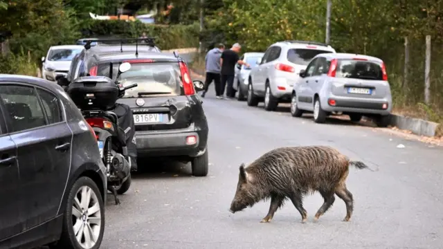Roma çevresindeki doğal parklarda yaşayan yaban domuzları, başkent sokaklarındaki çöpler nedeniyle şehre iniyor