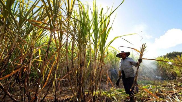 Agricultora trabalhandofrom the shark 1xbetcanavial