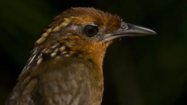 Cyphorhinus arada-uirapuru-verdadeiro