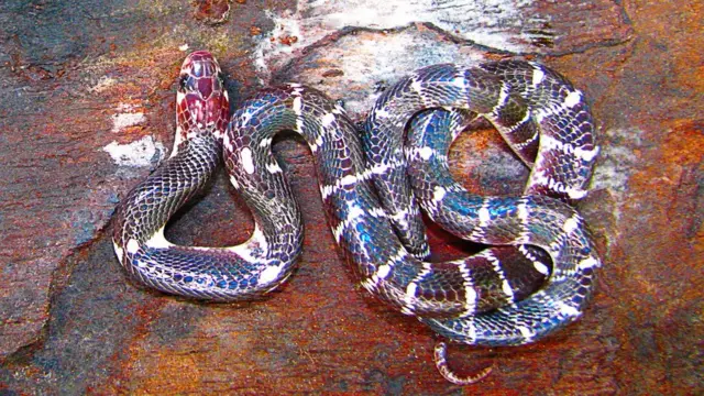 কালকেউটে