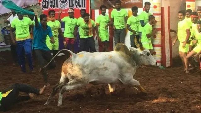 களைகட்டிய ஜல்லிக்கட்டு போட்டிகள்: சுவாரஸ்ய தகவல்கள்