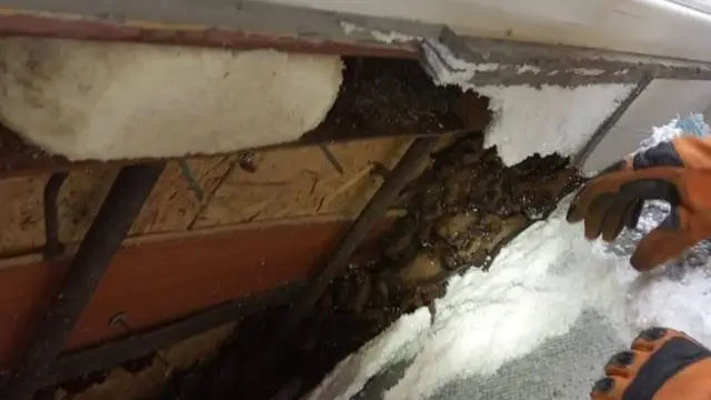 кажани, балкон, рятувальники