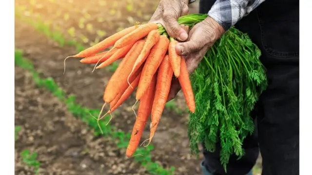 Zanahorias ecológicas