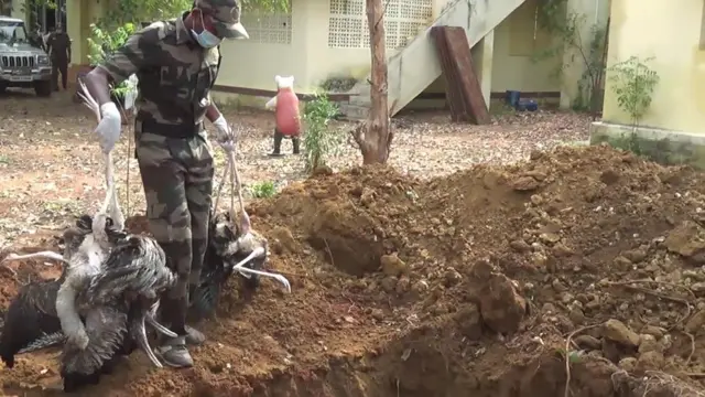 திடீர் சூறைகாற்றால் உயிரிழந்த வெளிநாட்டு பறவைகள்