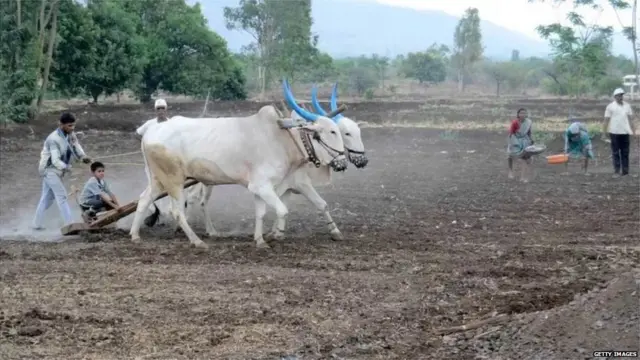 शेतकरी, प्रातिनिधिक फोटो