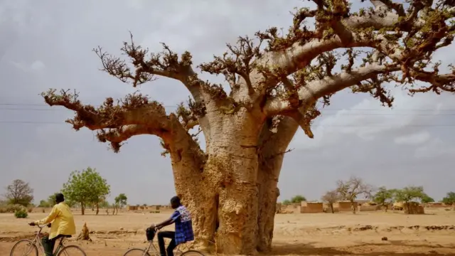 Bishiyar Kuka a yankin Afirka