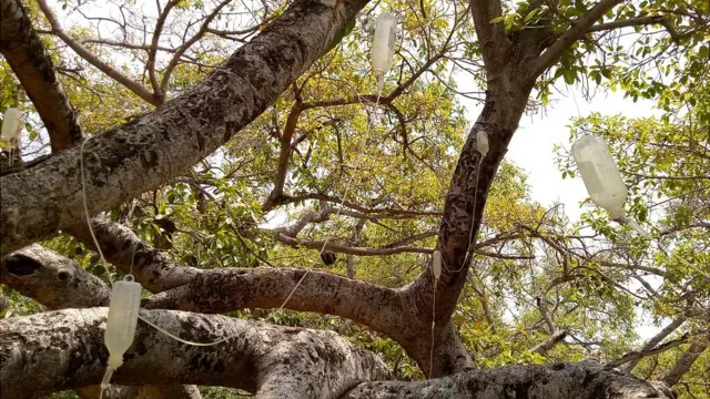 మర్రిచెట్టుకు సెలైన్