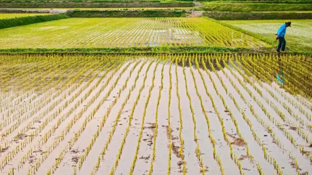 في عام 1960 كان أكثر من 70 في المئة من سكان كوريا الجنوبية يعيشون حياة ريفية