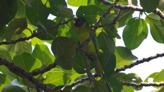 হীরামন টিয়া