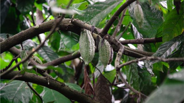 印尼可可豆树