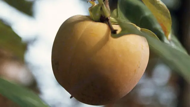 Diospyros lotus