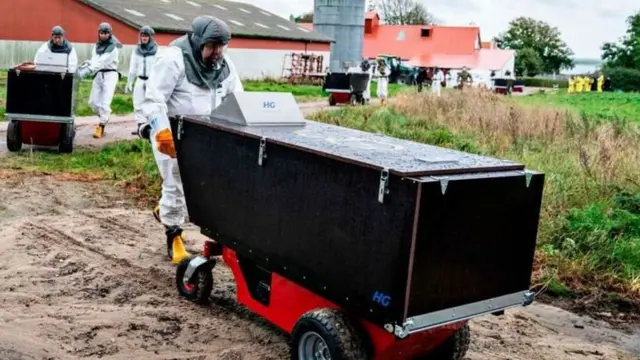 از بین بردن مینک‌های پرورشی