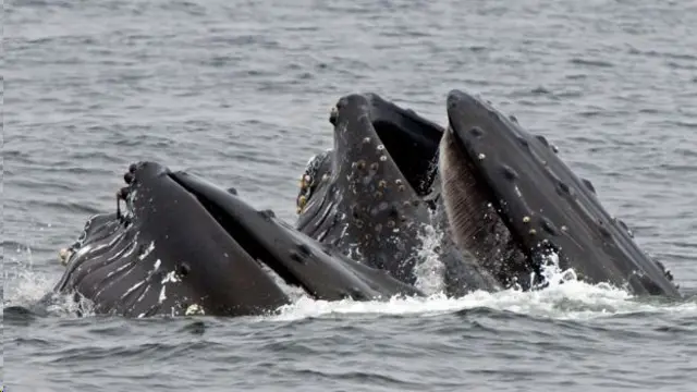 วาฬชนิดที่ไม่มีฟันหรือวาฬบาลีน ใช้แผ่นกระดูกที่เป็นซี่เล็กคล้ายหวีซึ่งห้อยลงมาจากเพดานปากเป็นอวัยวะกรองกินสัตว์ตัวเล็ก ๆ ในน้ำทะเล