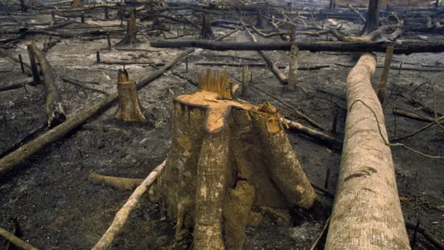 Árvores cortadas na floresta amazônica