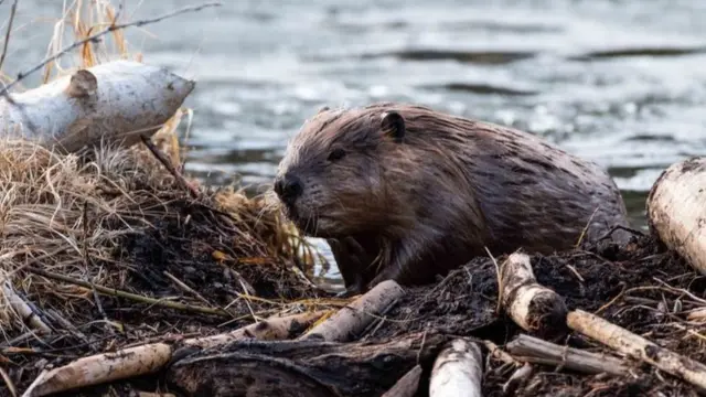 تقوم القنادس بإنشاء سدود تجعل مياه الأنهار تتدفق مما يساعد على إعادة ري المنطقة
