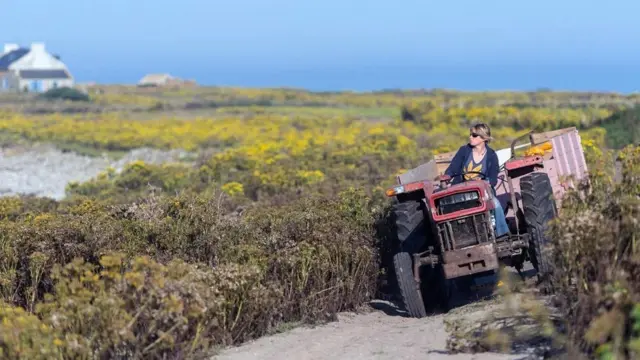 बागवानी