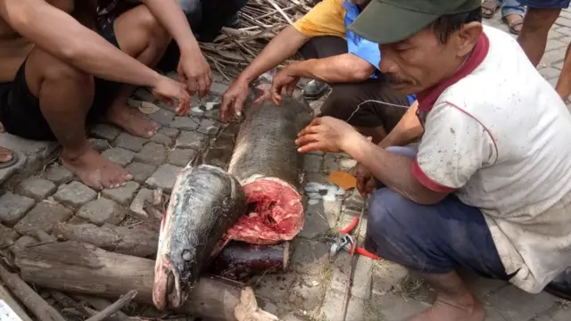 ikan araipama