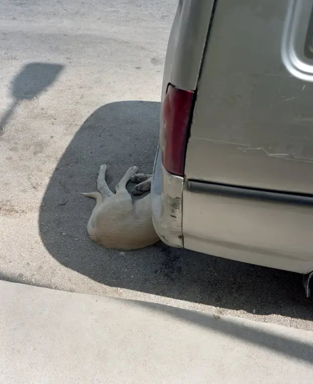 İt maşının kölgəsində sərinləyir