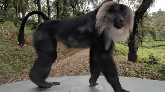 சிங்கவால் குரங்குகள்