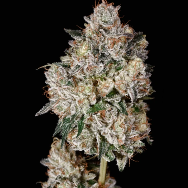 Flor cultivada por Bamf na Califórnia