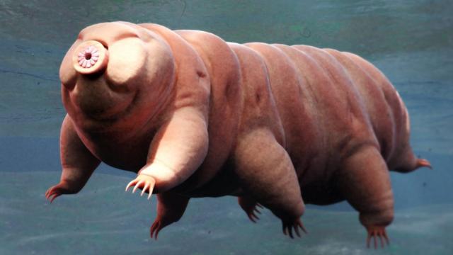 A tardigrade in water