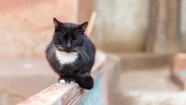 Gato