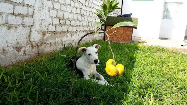 Perro frente a un pequeño arbusto de mandarinas.