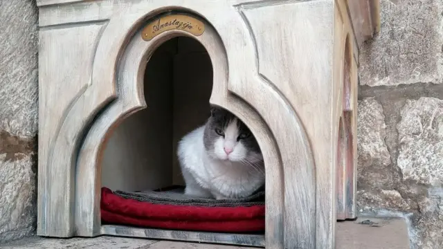 القطة أنستازيا