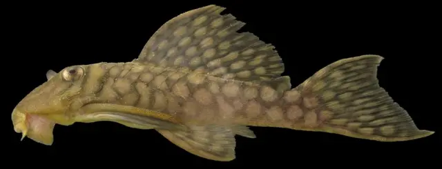 Spectracanthicus zuanoni