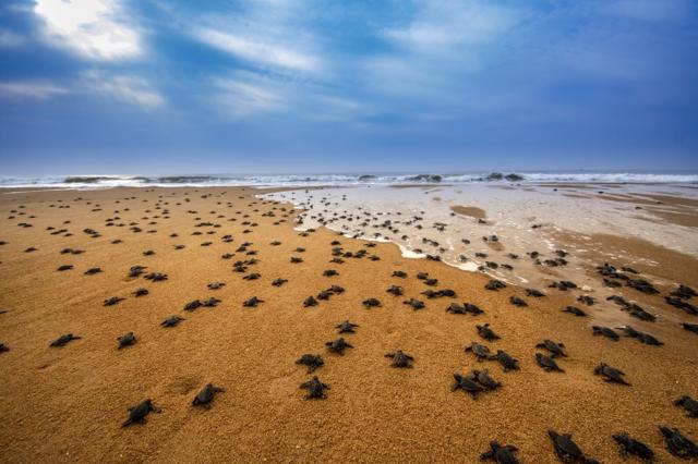 Множество черепах на пляже откладывают яйца.