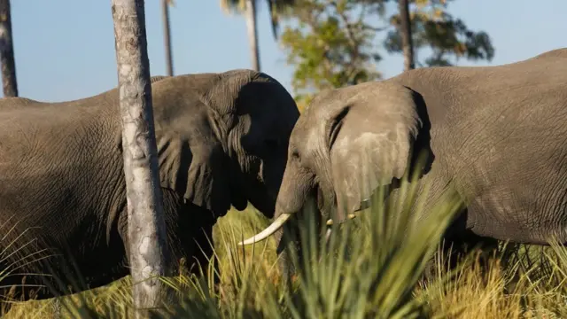 Botswana inajivunia kuwa na thuluthi tatu ya tembo barani Afrika