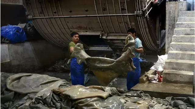 ট্যানারিতে চামড়া প্রক্রিয়াজাত করা হচ্ছে।