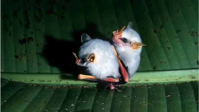 kelelawar