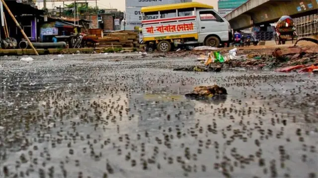ভাঙা সড়কে মশার বসত