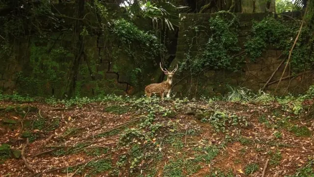 （圖片來源：Neelima Vallangi）