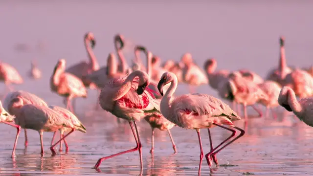 Flamingos
