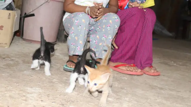 "සුරතල් සතුන්ගේ ලොම් සහ ඔවුන්ගේ ශරීරයේ සිටින පරපෝෂිතයන් ද සෞඛ්‍යට හානි කරයි,"