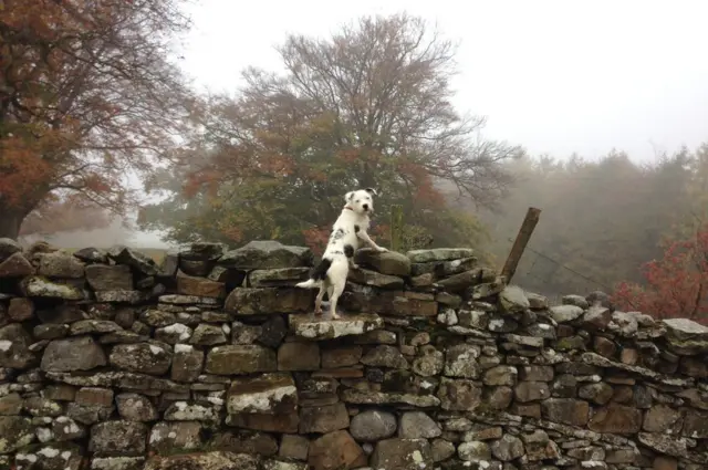 كلب يتسلق سورا من الأجار الجافة