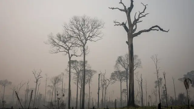 Queimada na Amazônia